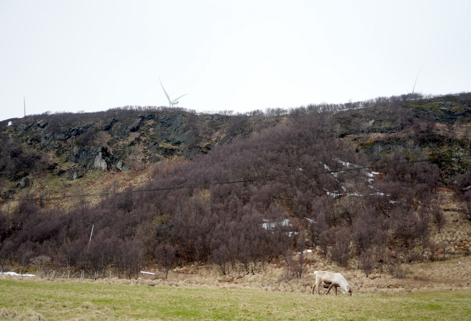 Reindeer and windmills at Vannøya island, northern Norway.