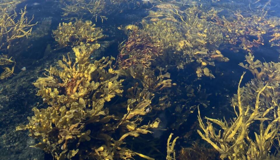 Seaweed in Arctic waters.