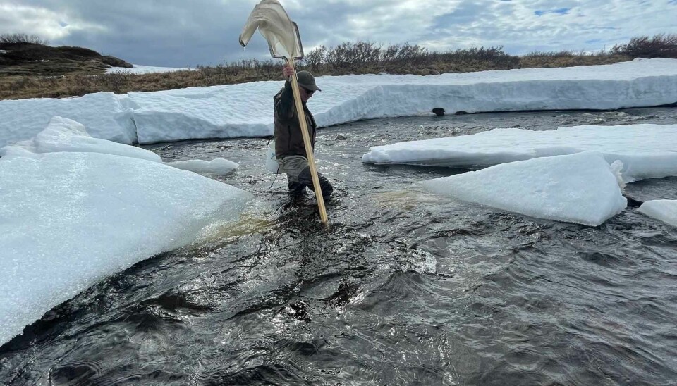 Hallvard Jensen (NIBIO) searches through the breaking up ice in Skallelva to find pink salmon juveniles.