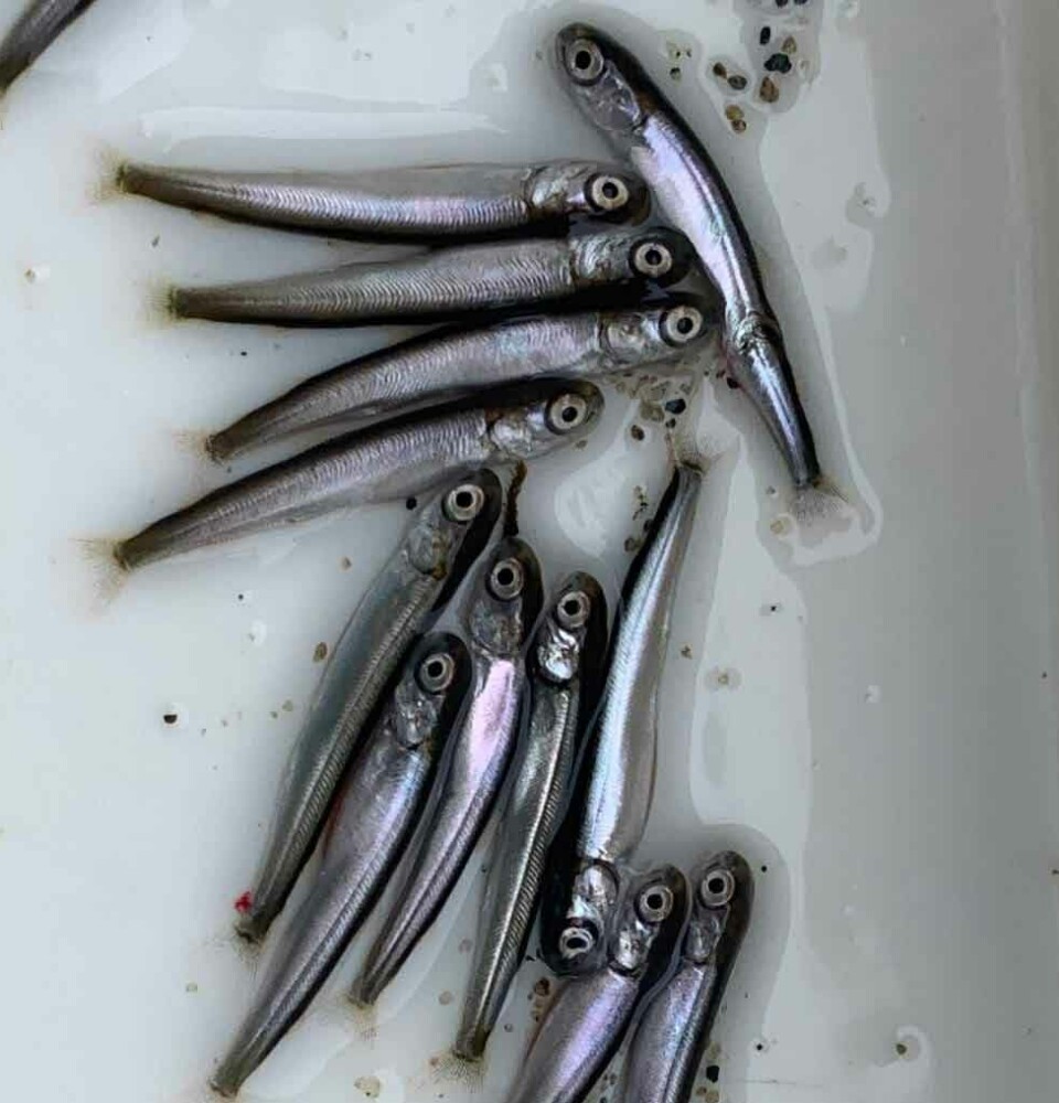 Pink salmon juveniles caught during their migration to coastal waters.