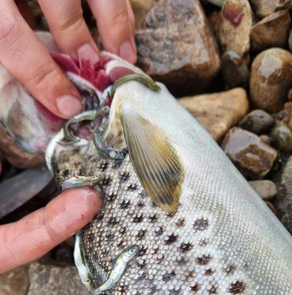 Brown trout from Skallelva that has been feeding on pink salmon juveniles.