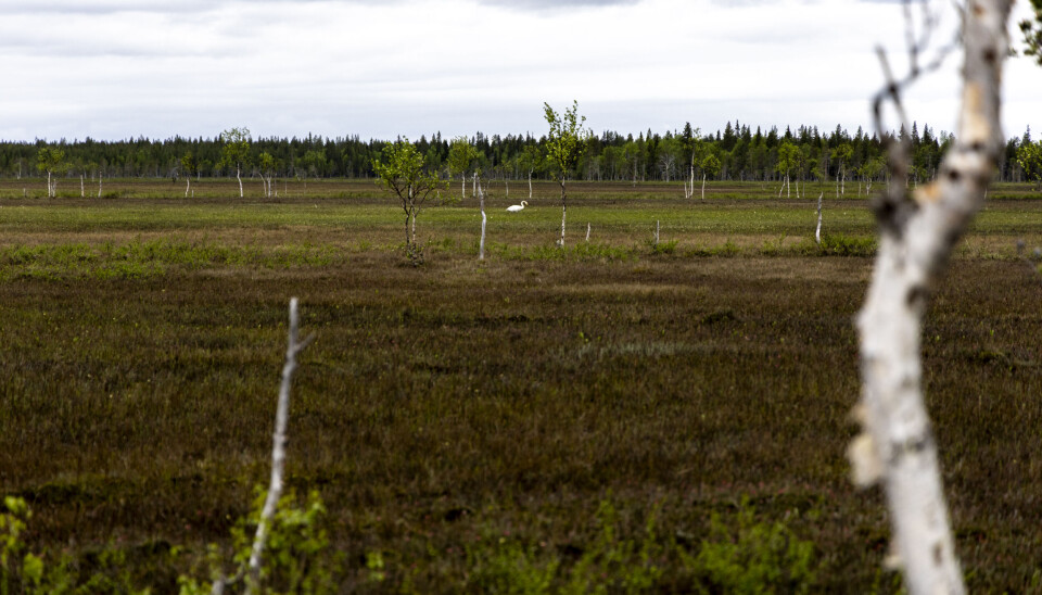 Viiankiaapa is a protected mire reserve north of Sodankylä in Finnish Lapland.