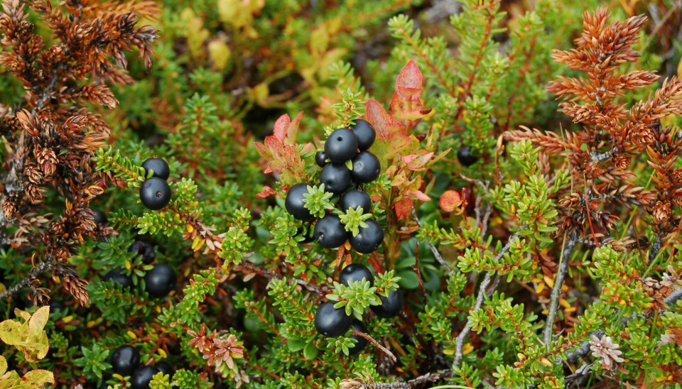 Crowberries are rich in antioxidants. In Norway, the berries are commonly used in jams, juices, and desserts.