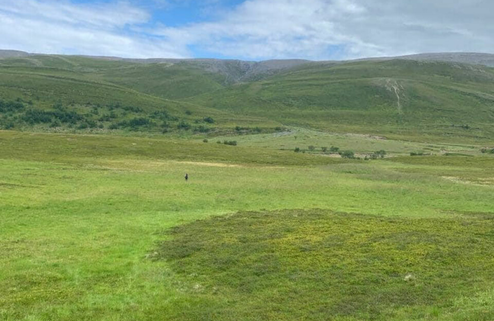 From 2003 to 2023, the abundance of crowberry has increased by an average of 60%, leading to a “green desert effect”. Here in Austerelvdalen in Finnmark, several crowberry clones are invading the meadow. Their branches grow an average of 6 cm per year.