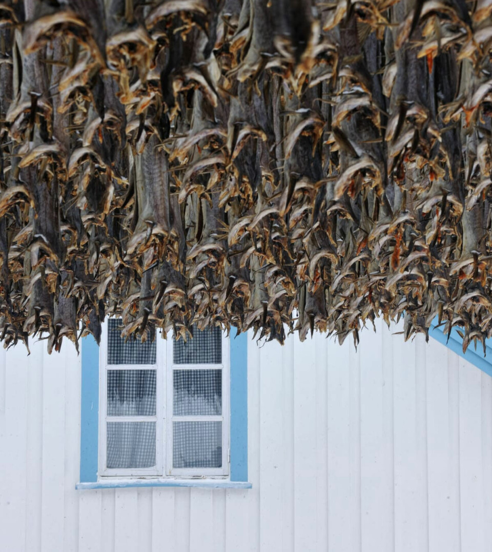 Stockfish, unsalted fish hanging to dry in Reine, Lofoten, Norway. Coastal cod may face new challenges as southern fish species migrate up the coast of Norway.