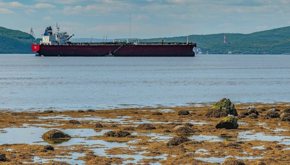 Oil tanker Canara in the Kola Bay in mid-July 2025. The vessel is on the EU latest sanctions list.