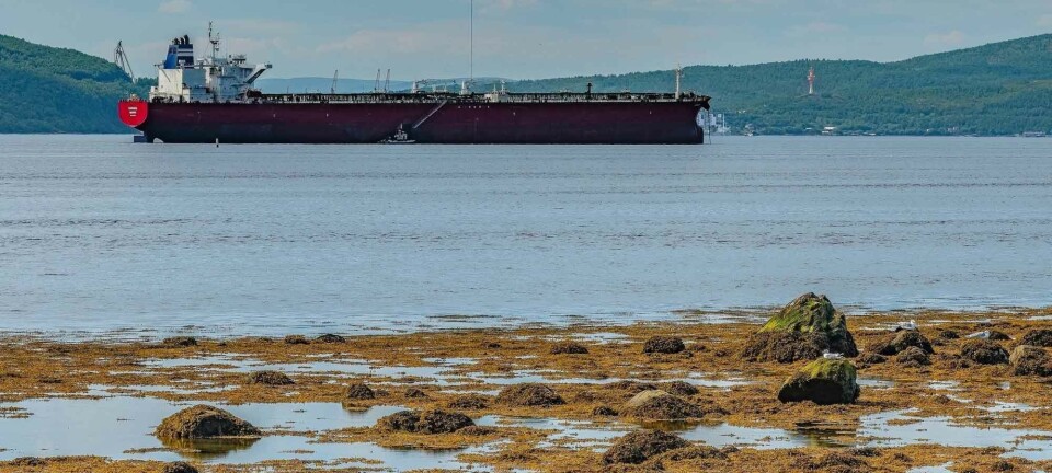More than 30 sanctioned 'shadow fleet' tankers shuttle north along Norwegian coast