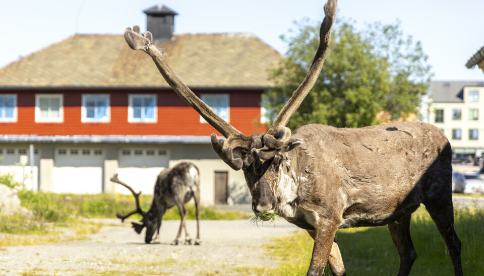 Urban reindeer grazing.