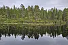 Old taiga forest in the Muddusjärvi reindeer hurder's district in the Inari municipality, northern Finland.