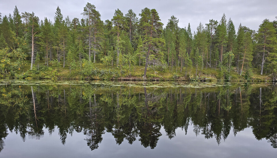 Finland faces UN complaint over climate change inaction and impact on Sámi traditions Old taiga forest in the Muddusjärvi reindeer hurder's district in the Inari municipality, northern Finland.