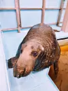 Philip the seal